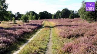 Tütsberg  Lüneburger Heide romantische Landschaft [upl. by Ennovehs9]