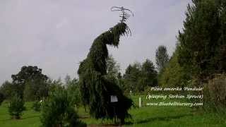 Picea omorika Pendula Weeping Serbian Spruce [upl. by Ardiekal]