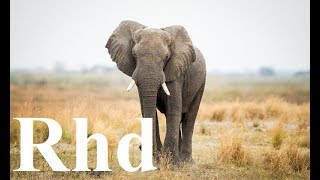 Great Elephant Nature 2018 HD Documentary [upl. by Yhtuv]