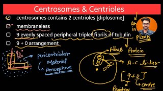 Centrosome and centriol  cell biology class 11 neetug [upl. by Arual]