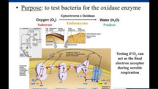 Lab 57 Oxidase Test [upl. by Kemeny]