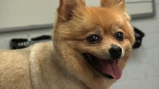 Grooming Guide  Pomeranian PetClipped Trim  Pro Groomer [upl. by Felicie715]