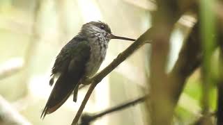 Toothbilled Hummingbird at Los Cedros Reserve Ecuador 1300m [upl. by Madella]