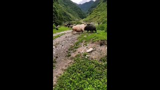 Dog successful mating with pig [upl. by Iow]