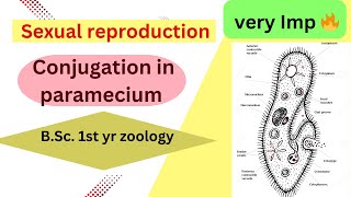 Conjugation in parameciumSexual reproductionbsczoology paramecium zoology [upl. by Seugram410]