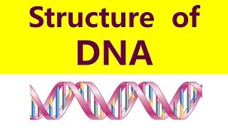 Structure of DNA Molecule DNA double helix  Watson Crick Model [upl. by Uahc]