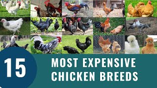 Top 15 Most Expensive Chickens [upl. by Harikahs]