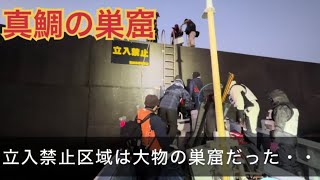 真鯛が無限に釣れる神奈川の立入禁止区域の最強堤防はここ！ [upl. by Neeloj253]