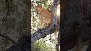 The lions on the tree  kruger national park  south africa  latest sightings  bbc earth lion [upl. by Vivien]