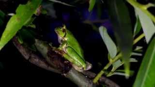 Japanese Tree Frog Climbing Willow ニホンアマガエルが柳の枝を登りジャンプ！ [upl. by Vernor492]