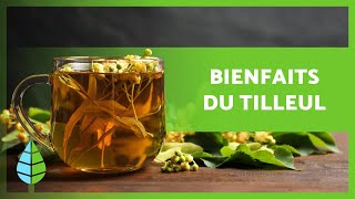 BIENFAITS du TILLEUL 🌿 Propriétés Comment préparer une INFUSION et Contreindications [upl. by Maisie]