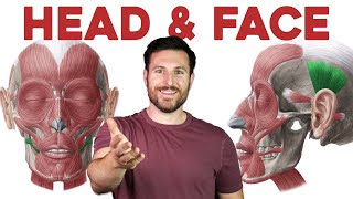 How to Remember Every Muscle in the Head and Face  Corporis [upl. by Kathrine246]