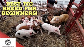 Make your pigs grow faster with this 3 step formula Best Pig Farming Tips [upl. by Ragg]