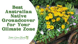 10 Australian Native Groundcover Plants for a Stunning Garden [upl. by Leseil853]