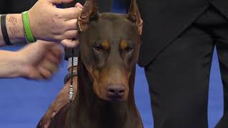 Doberman Pinscher 2018 National Dog Show Working Group [upl. by Blandina]