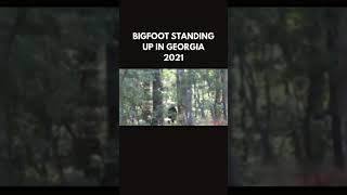 Footage of Bigfoot in Georgia Circa 2021 bigfoot sasquatch publishtoall bigfootsighting [upl. by Ennovehs483]