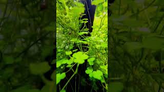 Hydrocotyle tripartita Mini [upl. by Hawkins]