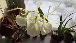 Цветение орхидеи брассавола Brassavola nodosa [upl. by Shulock591]