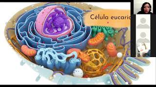 La célula en la replicación viral [upl. by Hafeenah362]