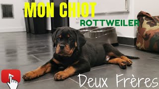 JE SUIS ALLE CHERCHER MON CHIOT ROTTWEILER DE 2 MOIS [upl. by Dranik]