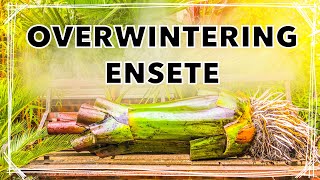 How I Overwinter Ensete ventricosum Maurelii’  Red Banana Plant Winter Care Tips [upl. by Arhaz]