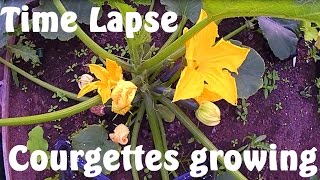 Courgettes  Zucchini Growing Time Lapse 5 Days in 60 Seconds [upl. by Merrill]