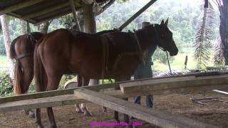 247 Horse powered saw mill Belize [upl. by Einahpehs]