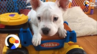 Puppy With Deformed Elbows Finds A Foster Home  The Dodo [upl. by Barrett]