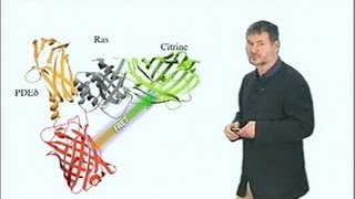 Microscopy Forster Resonance Energy Transfer FRET Microscopy Philippe Bastiaens [upl. by Wellesley]