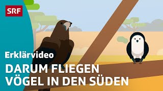 Das machen Zugvögel im Winter – einfach erklärt  Kindervideos  SRF Kids [upl. by Nnylaehs80]