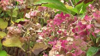 Comment tailler les hortensias   Truffaut [upl. by Demb388]