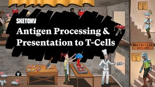 Understanding Antigen Processing amp TCell Presentation Part 1  Sketchy Medical  USMLE Step 1 [upl. by Debor720]