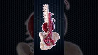 How Much Blood Do Your Kidneys Filter Daily [upl. by Lemaj288]