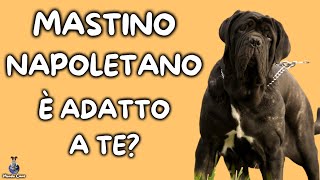 Mastino Napoletano Cosa Sapere [upl. by Asil]