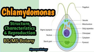 Chlamydomonas  Structure amp Reproduction  BSMSBotany  Urdu amp Hindi [upl. by Jorrie]