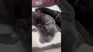 Stone and Rocky Resting canecorso [upl. by Clotilda]