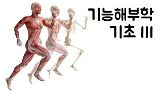 기능해부학 기초 3  수축의 종류등척성 등장성 등속성 [upl. by Eilatam]