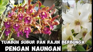 review anggrek koleksi rajin berbunga [upl. by Yral97]