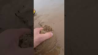 Saved life by pulling it out of the sand shortvideo [upl. by Esirehc879]