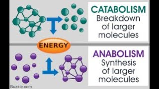 Metabolism Anabolism and Catabolism [upl. by Yalcrab342]