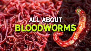 Bloodworm Harvesting  All About Bloodworms  English Subtitles  Bubbles Aqua Coimbatore [upl. by Stretch]