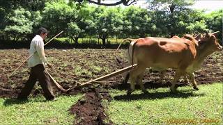 Arando las tierras del campo con bueyes Un método muy antiguo [upl. by Acie]