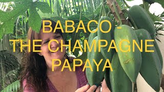 BABACO  GROWING THE Frost Hardy CHAMPAGNE PAPAYA [upl. by Ettebab148]