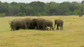 Elephant attack Elephant vs Driver [upl. by Elenahc33]