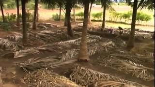 VermiCompost Vermiculture Fertilizer preparation in India [upl. by Aket109]