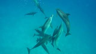 Aggressive Behavior of Wild Spotted Dolphins [upl. by Delano]