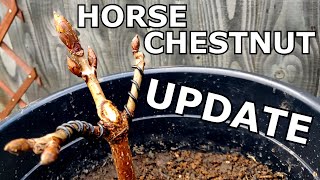 Horse Chestnut Bonsai UPDATE  potting wiring pruning shaping  Frame Nature [upl. by Aivatan432]