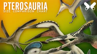 PTEROSAURS  size comparison and data Flying reptiles [upl. by Samau78]