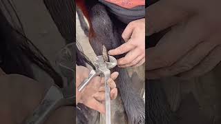 Horse leg scab trimming process Good tools and machinery can increase work efficiency [upl. by Lucier]