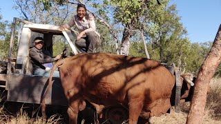 What its like to work on a cattlestation in the NT  Bullcatching bullriding and all the crazyness [upl. by Kalk905]